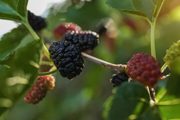 Tree Branch Mulberries Sunlight Closeup — Stock Photo, Image