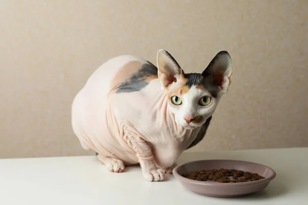 Beautiful Sphynx Cat Plate Kibble White Table Beige Background — Foto Stock