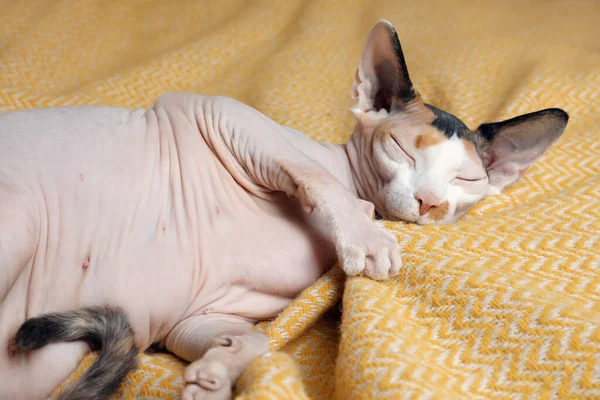 Beautiful Sphynx Cat Sleeping Soft Yellow Plaid — 스톡 사진