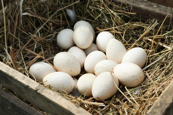 Nesting Box Pile White Turkey Eggs — стоковое фото