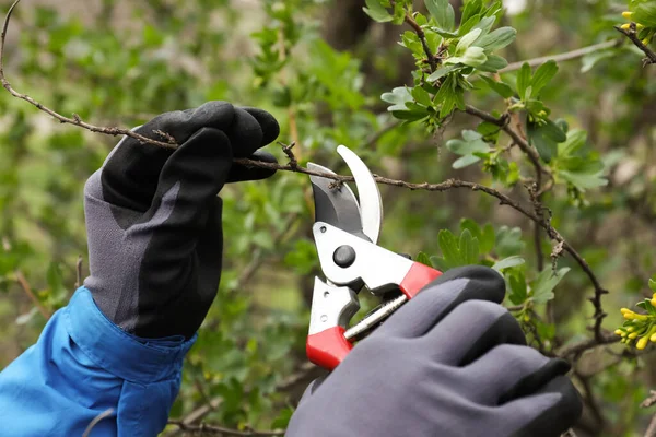 Gardener pruning currant bush with shears outdoors, closeup