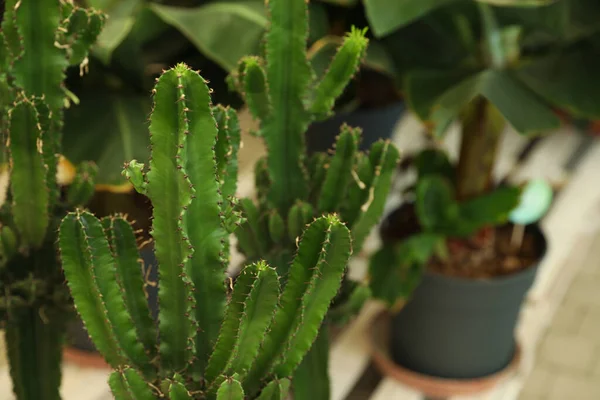 Vista Primer Plano Bellos Cactus Sobre Fondo Borroso Espacio Para — Foto de Stock