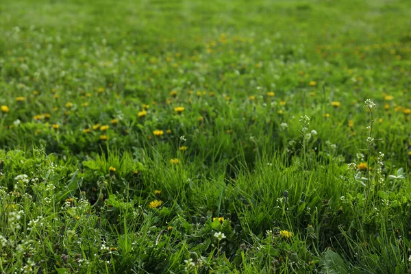 Lush Green Grass Beautiful Yellow Dandelion Flowers Outdoors — Zdjęcie stockowe