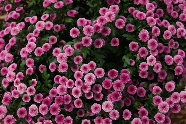 Chrysanthemenpflanze Mit Rosa Blüten Als Hintergrund — Stockfoto