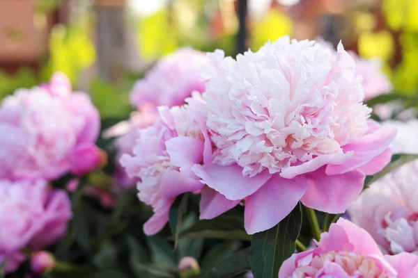 Blooming Peony Plant Beautiful Pink Flowers Outdoors Closeup Space Text — Stock Fotó