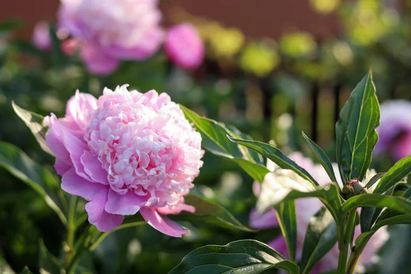 Beautiful Pink Peony Flower Sunny Day Outdoors Closeup — Fotografia de Stock