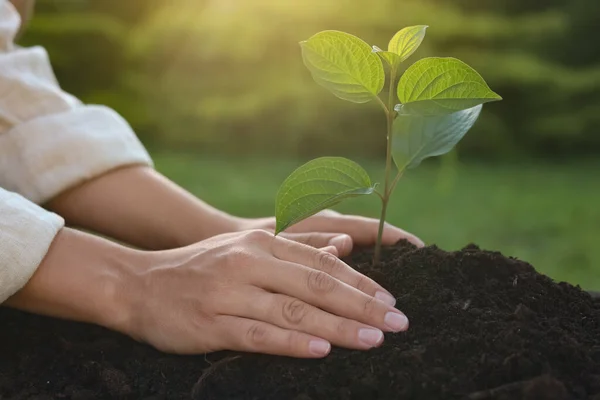 Woman Planting Tree Seedling Soil Outdoors Closeup — Φωτογραφία Αρχείου