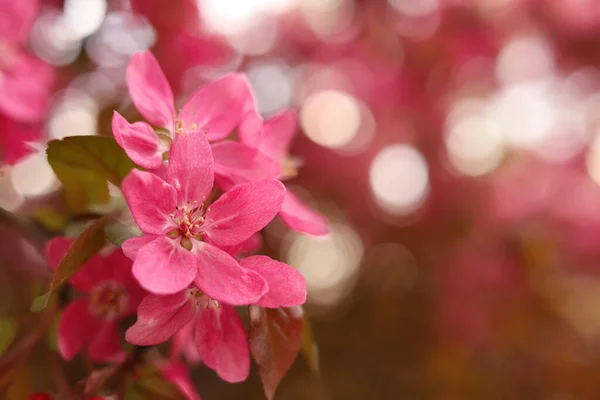 Close Uitzicht Prachtige Bloeiende Appelboom Buiten Voorjaarsdag Ruimte Voor Tekst — Stockfoto