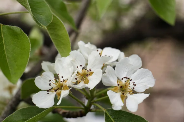 Pêra Árvore Com Flores Brancas Vista Close Temporada Primavera — Fotografia de Stock