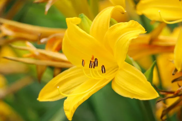 Beautiful Yellow Lily Growing Garden Closeup — Fotografia de Stock