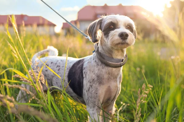 Cute Dog Leash Green Grass Outdoors — Stockfoto