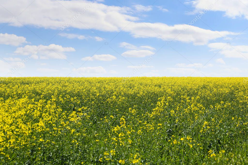 Beautiful view of blooming rapeseed field on sunny day
