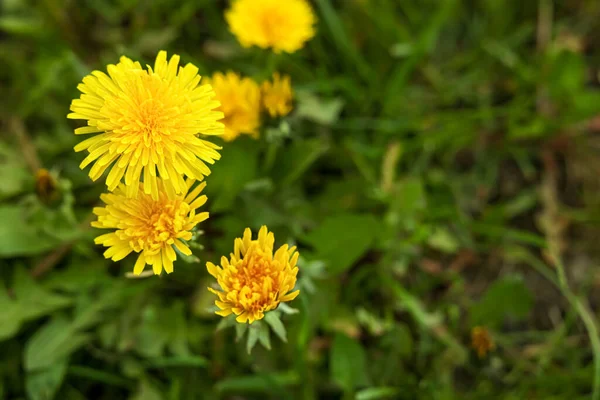 Beautiful Bright Yellow Dandelions Growing Outdoors Closeup — Zdjęcie stockowe