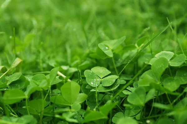 Beautiful Green Clover Leaves Grass Water Drops Outdoors Closeup — Fotografia de Stock