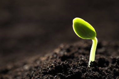 Toprakta büyüyen küçük yeşil tohum, yakın plan. Metin için boşluk