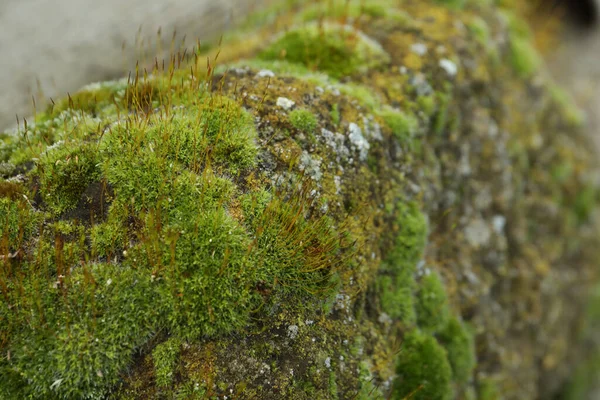 Beautiful green moss on stone outdoors, closeup