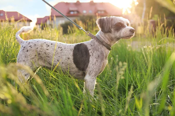 Cute Dog Leash Green Grass Outdoors — Stockfoto