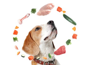 Beyaz arka planda vitamin açısından zengin taze ürünlerle çevrili şirin bir köpek. Evcil hayvan için sağlıklı beslenme