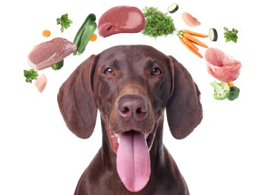 Beyaz arka planda vitamin açısından zengin taze ürünlerle çevrili şirin bir köpek. Evcil hayvan için sağlıklı beslenme