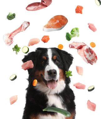 Beyaz arka planda vitamin açısından zengin taze ürünlerle çevrili şirin bir köpek. Evcil hayvan için sağlıklı beslenme