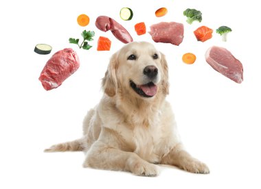Beyaz arka planda vitamin açısından zengin taze ürünlerle çevrili şirin bir köpek. Evcil hayvan için sağlıklı beslenme