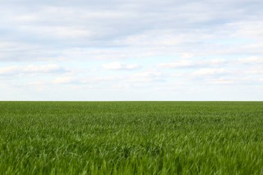 Picturesque view of green agricultural field on cloudy day