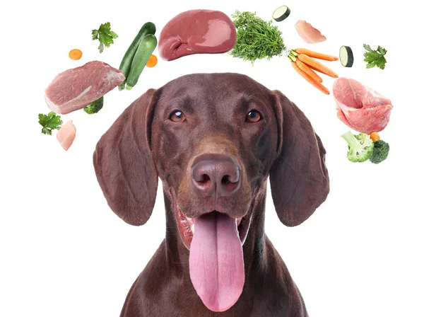 Cute Dog Surrounded Fresh Products Rich Vitamins White Background Healthy — Stockfoto