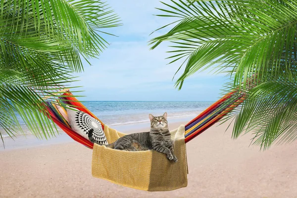 Cute Cat Hammock Palms Sea Sunny Day Summer Vacation Pet — Φωτογραφία Αρχείου