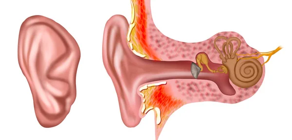 Anatomy Human Ear White Background Illustration — 스톡 사진