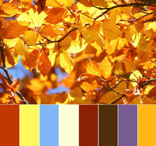 Palette Autumn Colors Tree Beautiful Bright Leaves Outdoors Sunny Day — Stock fotografie