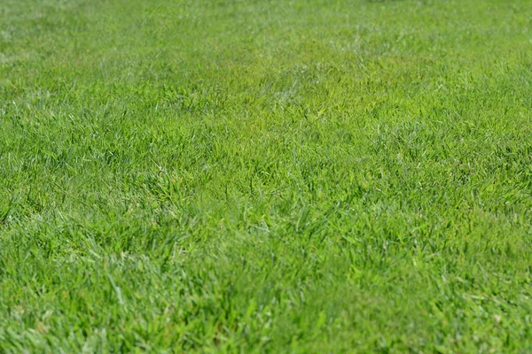 Beautiful Bright Green Grass Sunny Day — 图库照片