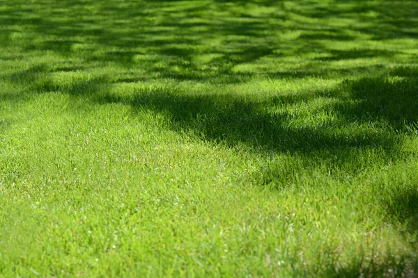 Shadow Tree Bright Green Grass Sunny Day — Stockfoto