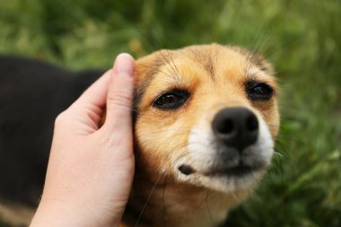 Woman stroking cute dog outdoors, closeup view