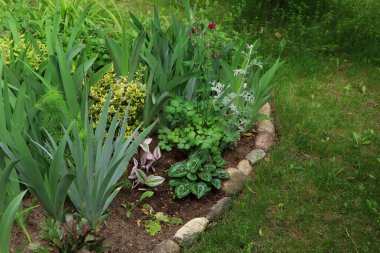 Farklı bitkilerle dolu güzel bir çiçek tarlası. Bahçe işleri ve peyzaj.