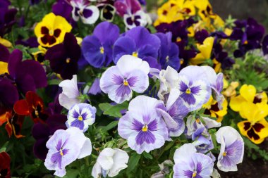 Beautiful colorful pansies growing in garden, closeup