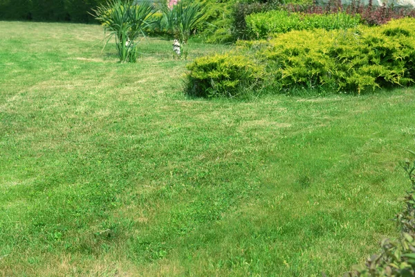 Beautiful Yard Green Lawn Shrubbery — 图库照片