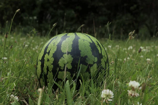 Whole Ripe Watermelon Fresh Green Grass Outdoors — Fotografia de Stock