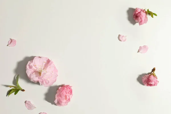 Schöne Rosa Blüten Auf Hellem Hintergrund Flache Lage Raum Für — Stockfoto