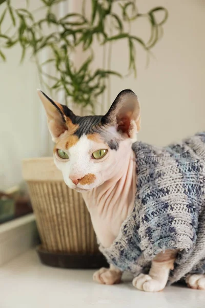 Cute Sphynx Cat Warm Sweater White Table Home — 스톡 사진