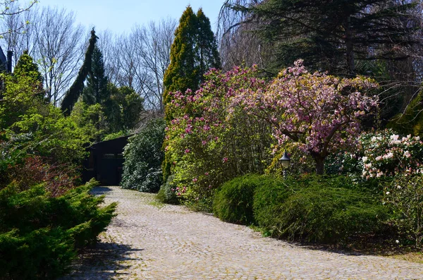 Picturesque View Park Beautiful Plants Paved Path Sunny Day — Foto de Stock