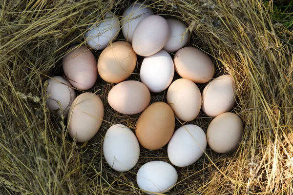 Frische Rohe Eier Nest Draufsicht — Stockfoto