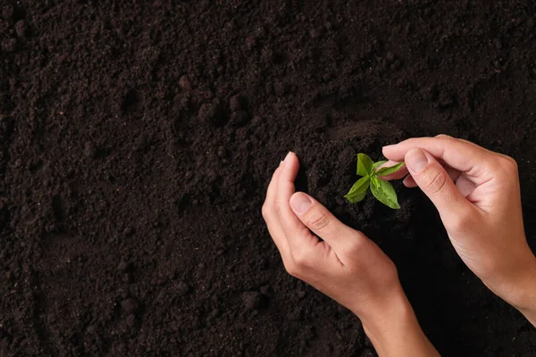 Woman Protecting Young Seedling Soil Top View Space Text Planting — Fotografie, imagine de stoc