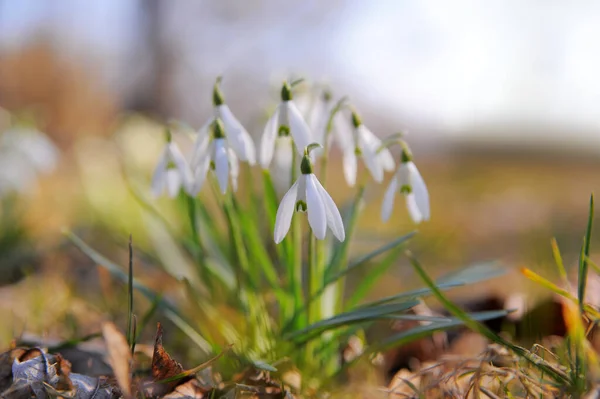 Fresh Snowdrop Flowers Growing Outdoors Spring Season —  Fotos de Stock