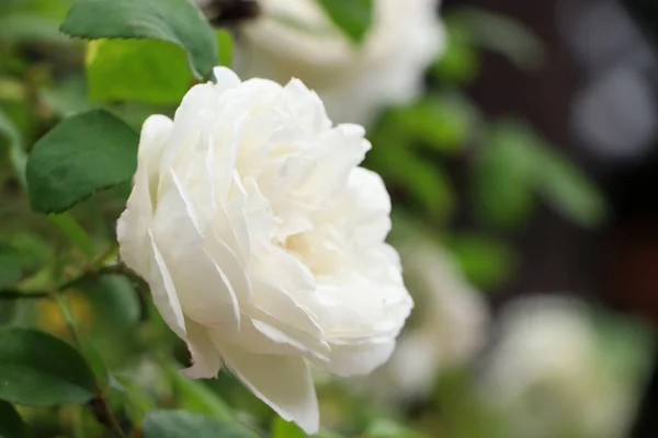 Beautiful White Rose Growing Garden Closeup — Foto de Stock