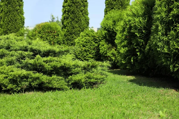 Bahçede yetişen harika yeşil thuja bitkileri. Resimli manzara.