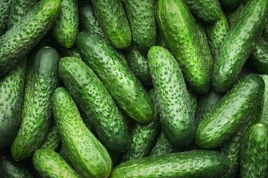Fresh whole ripe cucumbers as background, top view