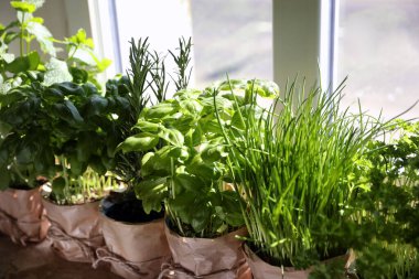 Pencere pervazında farklı aromatik saksılar, yakın plan.