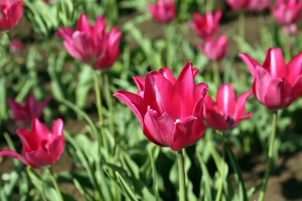 Beautiful Pink Tulips Growing Garden Closeup Spring Season — стоковое фото