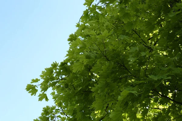 Beautiful Maple Tree Green Leaves Blue Sky Low Angle View — Foto Stock