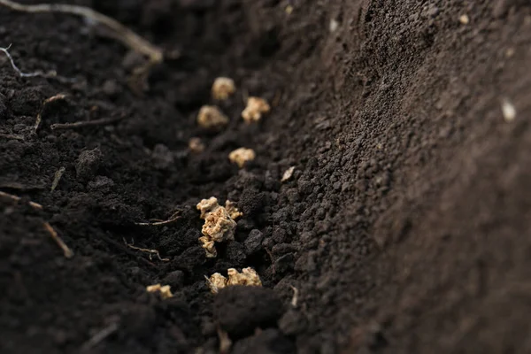 Beet Seeds Fertile Soil Closeup Vegetables Growing — Zdjęcie stockowe